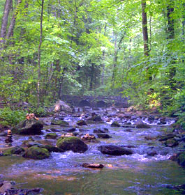 Andrews Cove Creek