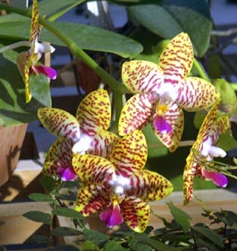 Flowers in GA garden