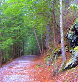 OHV Trail at Dukes Creek