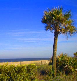 Palm tree at Tybee Island ocean