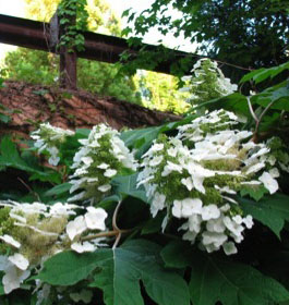 Wildflowers at the Alpharetta Arboretum