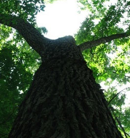 Alpharetta Arboretum Tree