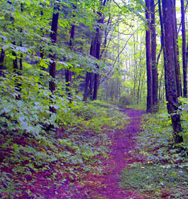 Georgia Trails