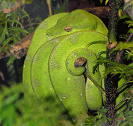 Snake at Autrey Mill