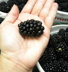 Big Blackberry