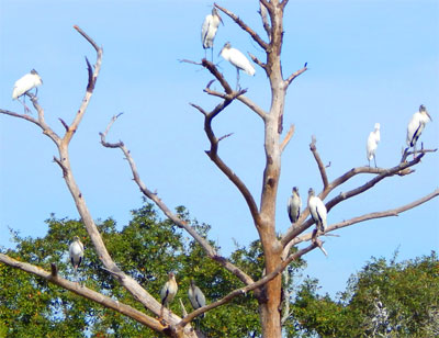 Birds at Georgia coast marsh