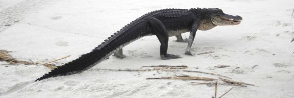 Blackbeard Island Alligator