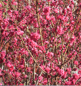 Pink flowers