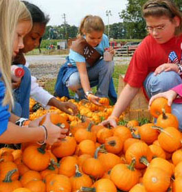 Pumpkins at Cagels Farm