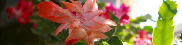 Beautiful Christmas Cactus Flower