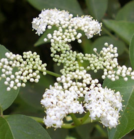 Flowers in the Cohutta Wilderness Area