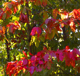 Colorful Leaves