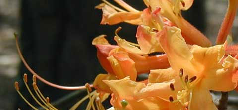 Beautiful flowers at Dauset Nature Center