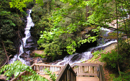 Beautiful flowers at Dukes Creek Falls