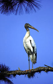 Bird at Earth Day Nature Trail