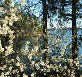 Pretty flowers at GA lake