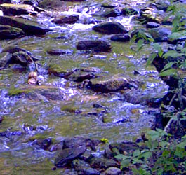 Flowing GA River