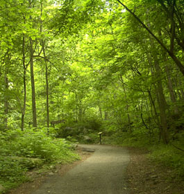 Forest hiking trails