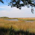 Marsh at Fort McAllister Historic State Park