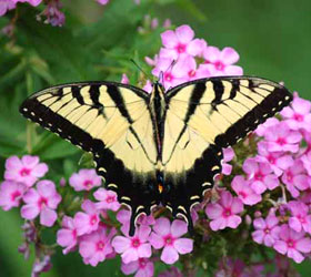 Butterfly at Fulton County Park