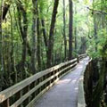 Hiking trail at General Coffee State Park