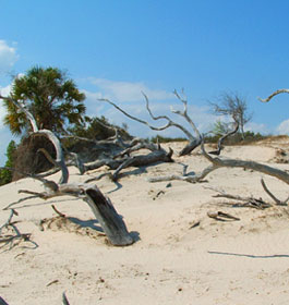 Georgia Barrier Island