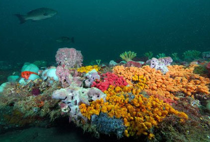 Marine life at Gray's Reef