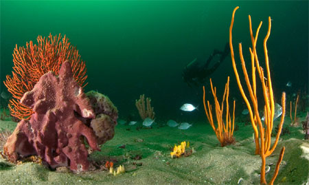 Plant and animal life at Gray's Reef 