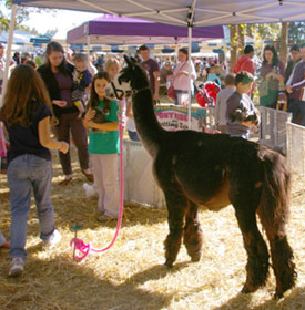 Lama at Greek festival zoo