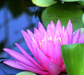 Beautiful colorful flower at Greenway Trail