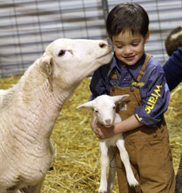 Hidden Acres Lambs