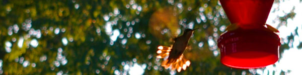 Hummingbird in Georgia