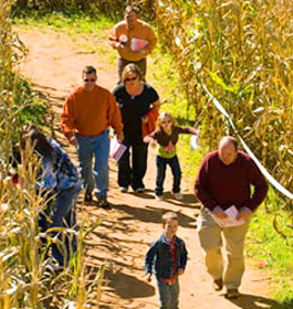 Jaemor Farms Corn Maze