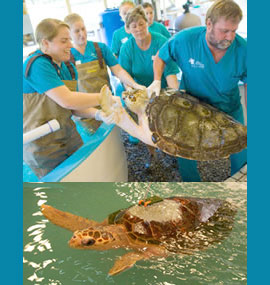 Jekyll Island Sea Turtle Center