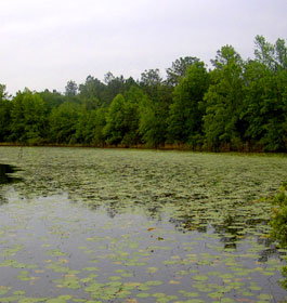 Georgia Lake