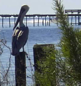 Bird at GA Coast