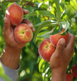 Peaches at Lane Southern Orchards