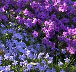 Pretty wild flowers