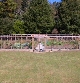 Crops at McDaniel Farm Park