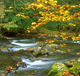 Flowing Creek at Moccasin Creek State Park