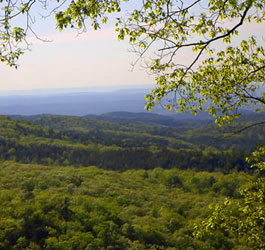 Beautiful GA wilderness