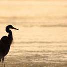 Bird at Chattahoochee River