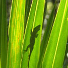 Lizard at Cumberland Island