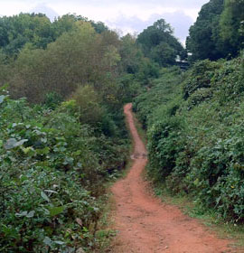 Oconee Forest Trail