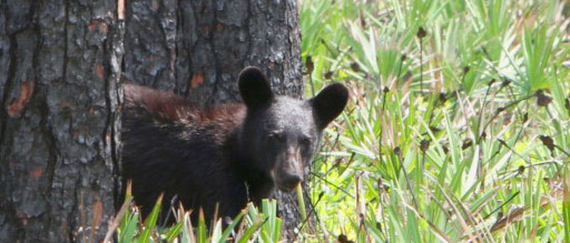 Okefenokee NWR bear