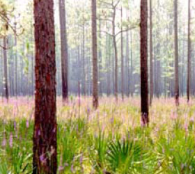 Hiking area at Okefenokee NWR