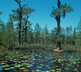 Okefenokee Swamp