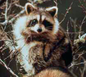 Racoon at Piedmont National Wildlife Refuge