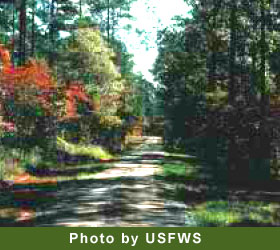 Trail at Piedmont National Wildlife Refuge