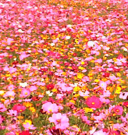 Pink flowers in field